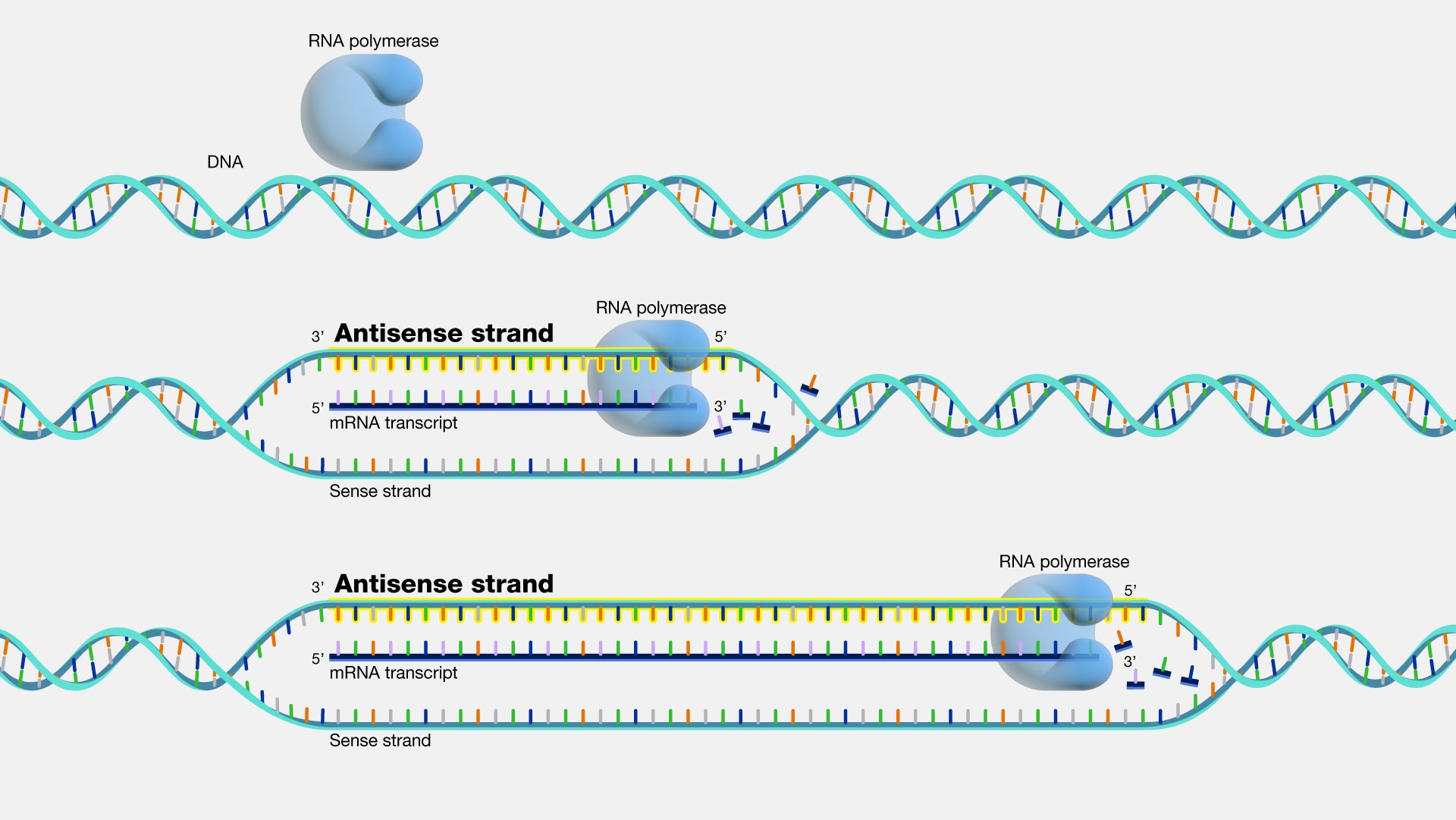 Antisense