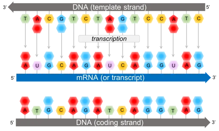 Chapter The Genetic Code The Biology Primer