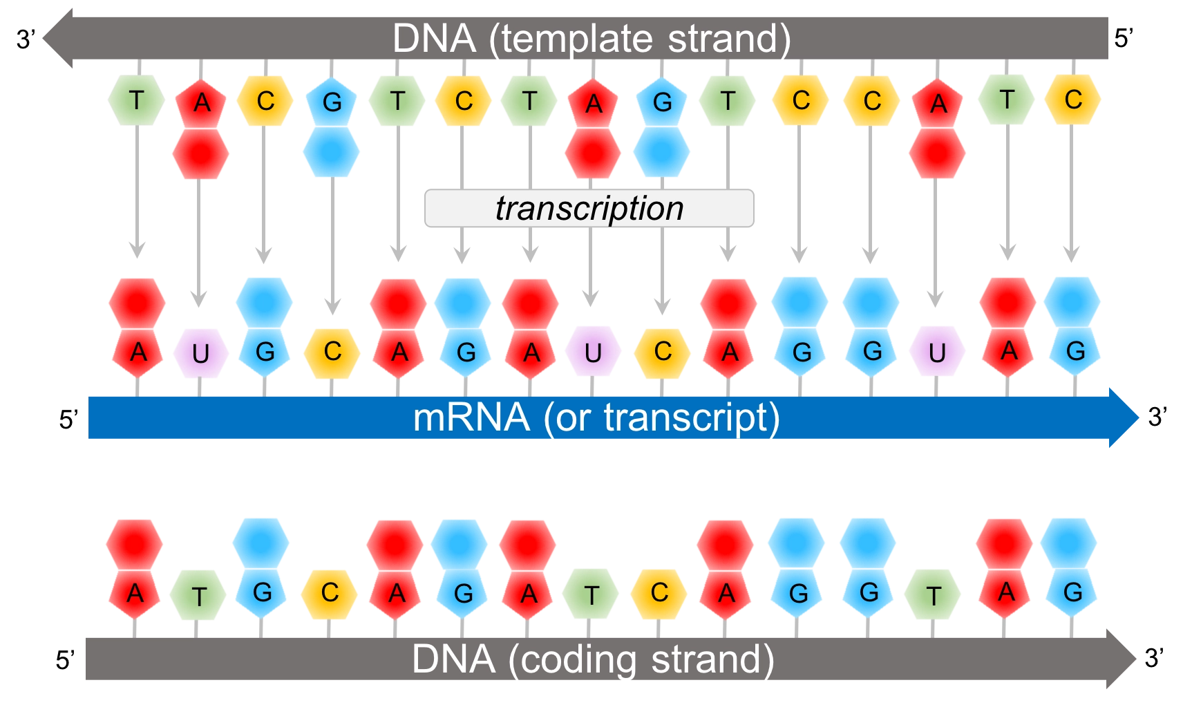 Chapter The Genetic Code The Biology Primer