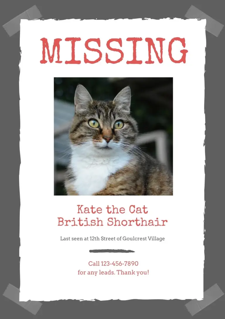 Free Printable Editable Lost Cat Poster Templates Canva