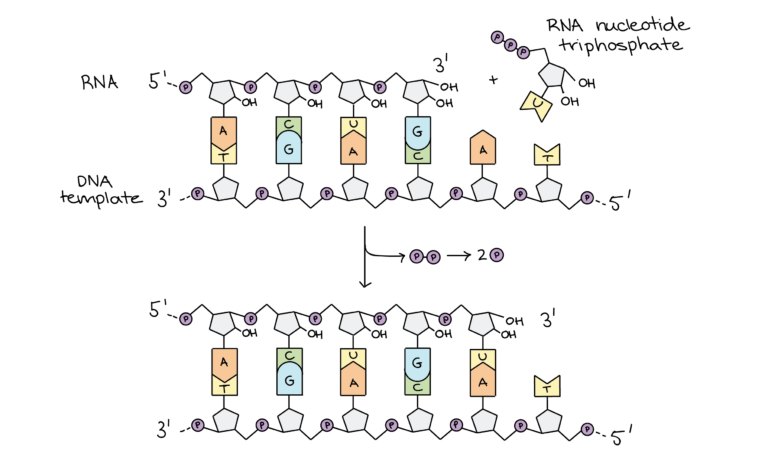 Stages Of Transcription Initiation Elongation Termination article Khan Academy